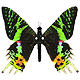 sufletzel rebbell